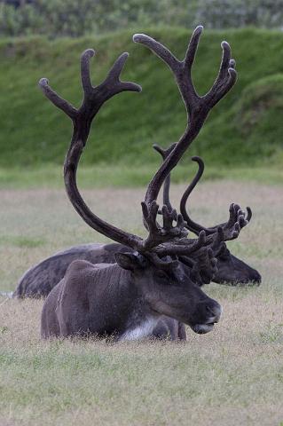 120 Alaska Wildlife and Conservation Center, Kariboe.jpg